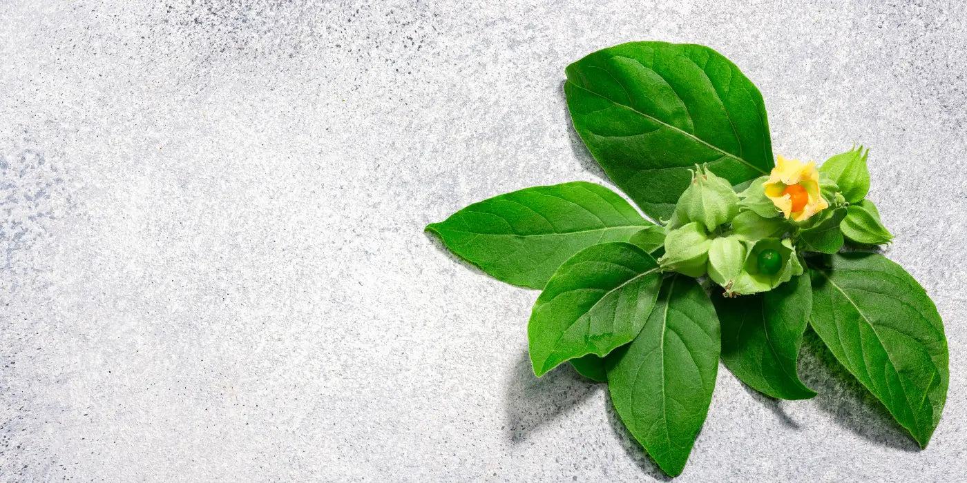 Ashwagandha & Hormonbalance bei Frauen | Studien & Wirkung