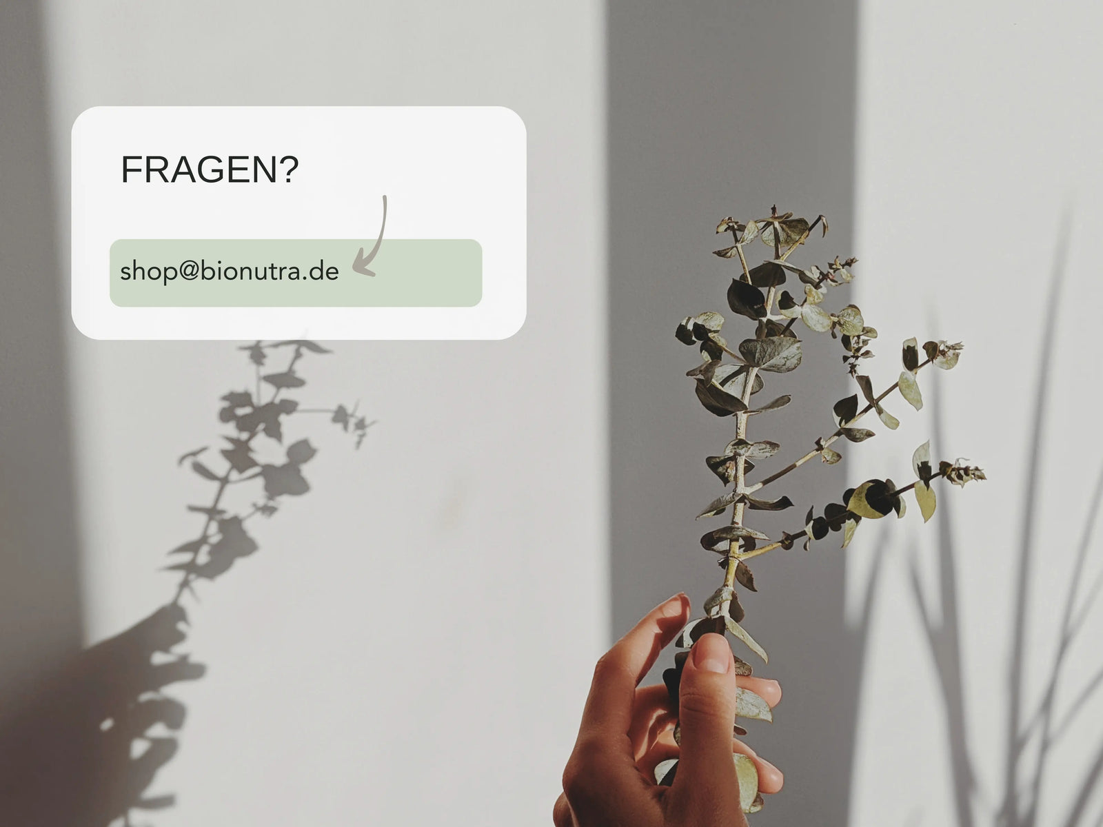 Shatavari FAQ – 14 häufige Fragen einfach erklärt