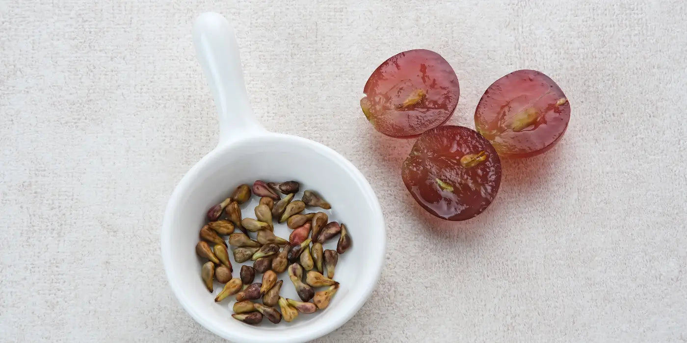 OPC – Wirkung, Anwendung & wissenschaftlicher Überblick