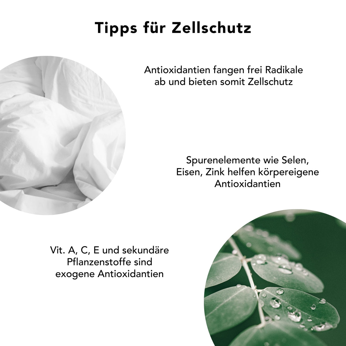 Organic Moringa powder, fair production from Sri Lanka 