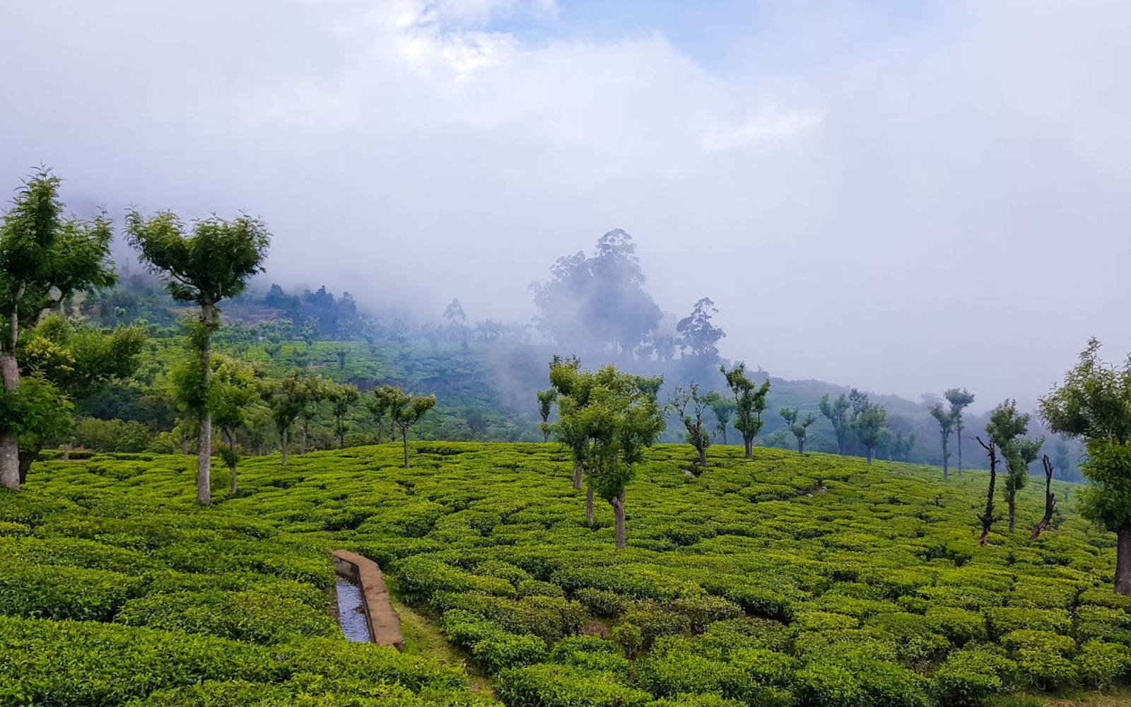 Ein Teeplantagenfeld